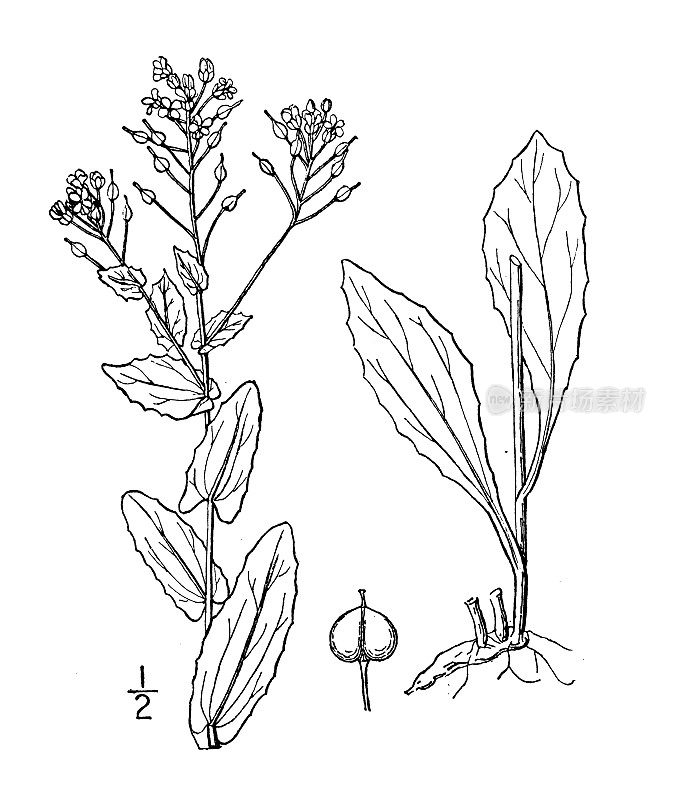 古植物学植物插图:Lepidium draba, Hoary cress